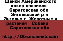 Щенки Американского кокер спаниеля - Саратовская обл., Энгельсский р-н, Энгельс г. Животные и растения » Собаки   . Саратовская обл.